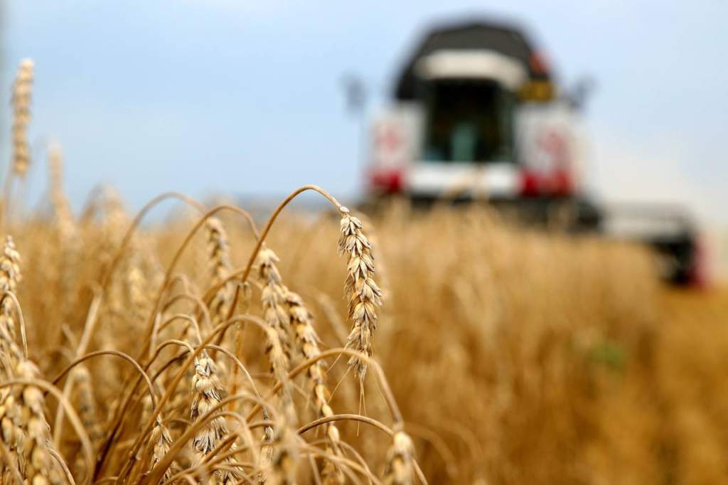 В Ростовской области практически завершена уборка ранних зерновых
