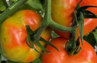 Как спасти урожай томатов от губительного вируса