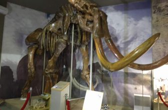 В фондах Азовского музея находится единственная в мире пара скелетов трогонтериевых мамонтов. Это, наверное, самый узнаваемый экспонат.