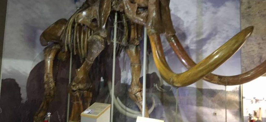 В фондах Азовского музея находится единственная в мире пара скелетов трогонтериевых мамонтов. Это, наверное, самый узнаваемый экспонат.