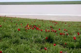 курсирование круизного туристического поезда «Цветущая степь» по маршруту Москва - Ростов-на-Дону - Элиста – Москва возобновится 5 апреля