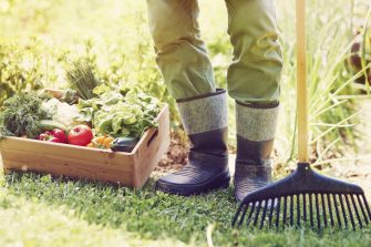 Дачное хозяйство в июне: работы в саду и огороде