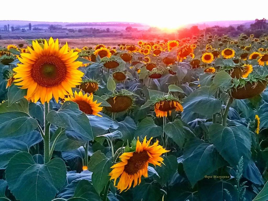 Вера Мазухина