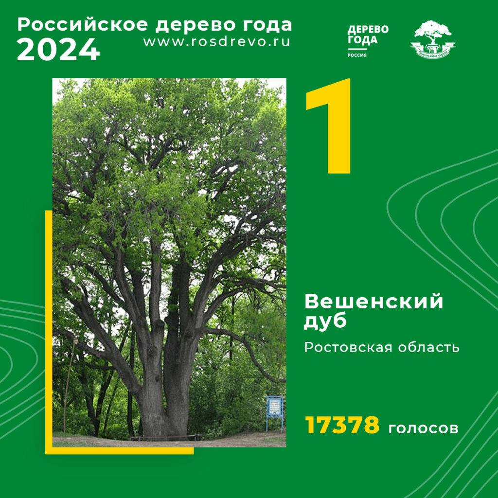 Вешенский дуб стал «Российским деревом 2024 года»