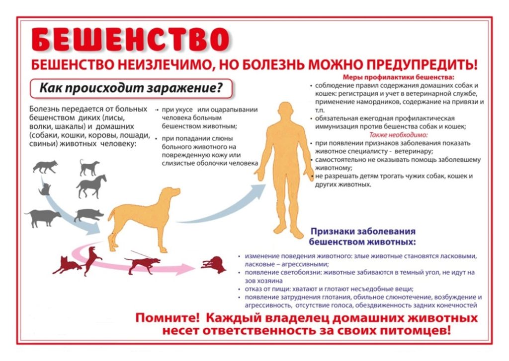 Необходима срочная иммунизация животных против бешенства