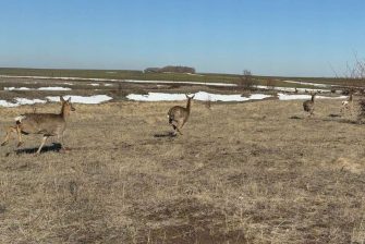 Более 70 европейских оленей выпустили в угодья Кашарского района