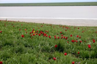 Уникальное цветение тюльпанов в Ростовском заповеднике началось