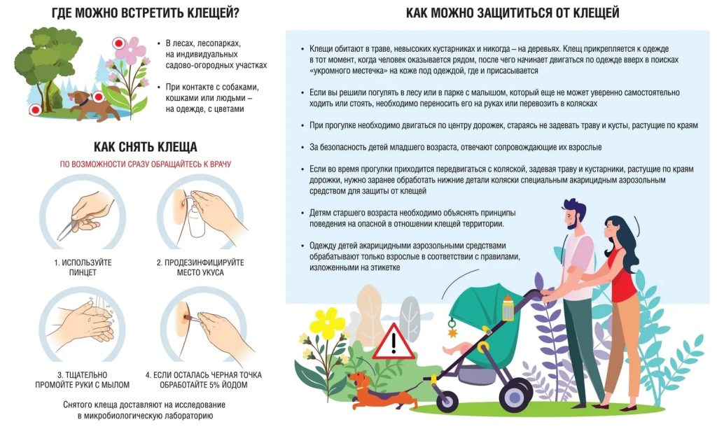 Сезон клещей: как защитить себя и что делать в случае укуса
