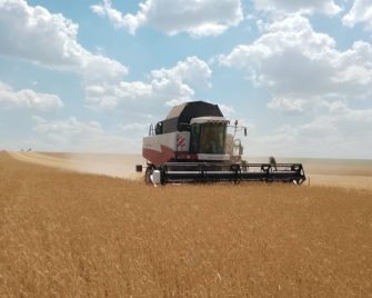 Жатва 2025: в Кашарском районе приступили к уборке озимых
