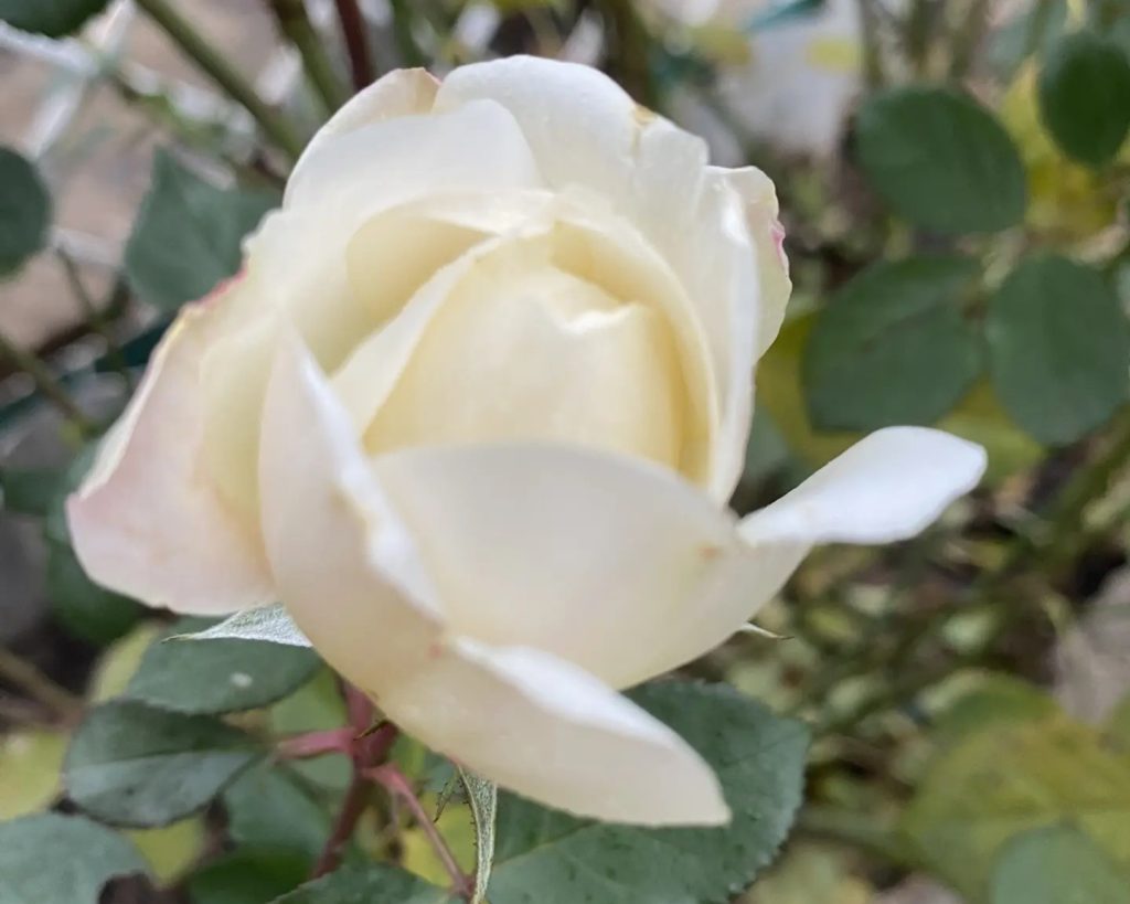 Распустившиеся розы в декабре создали эффект природного чуда