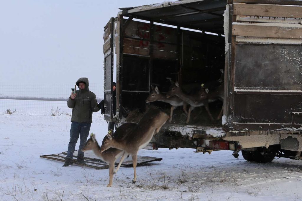 50 европейских ланей получили прописку в Кашарском районе