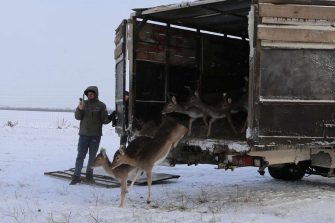 50 европейских ланей получили прописку в Кашарском районе
