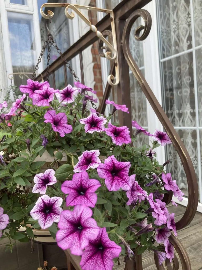 Секреты пышного цветения: как правильно посеять ампельную петунию