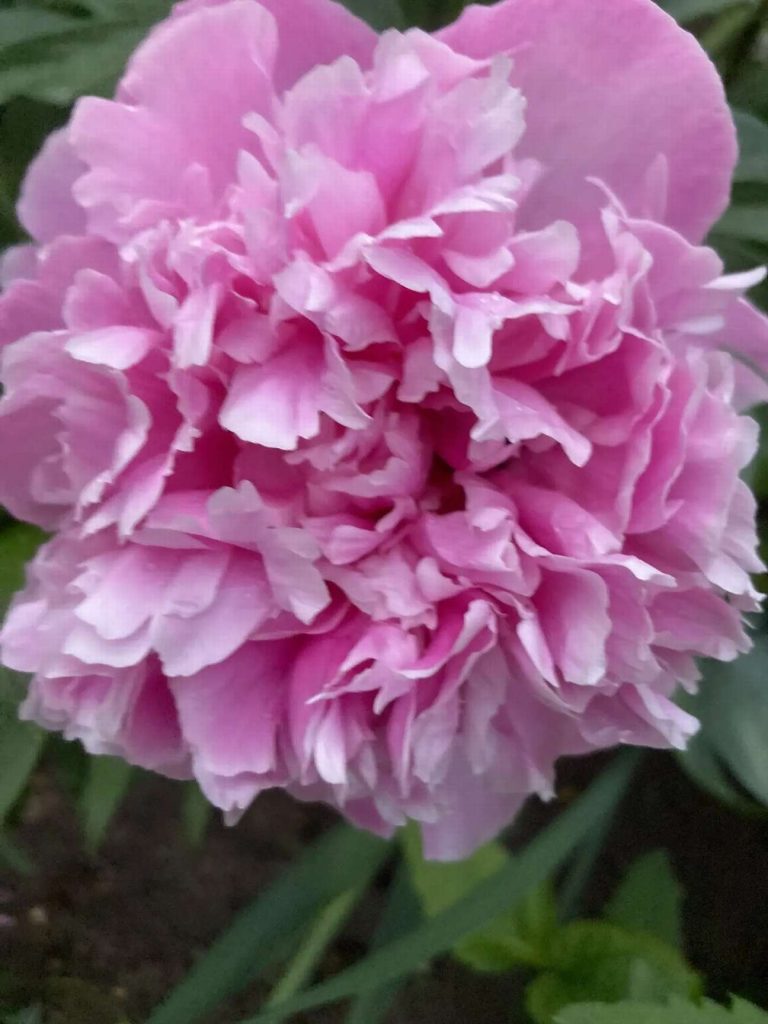 Весенний уход за пионами: 5 шагов к пышному цветению