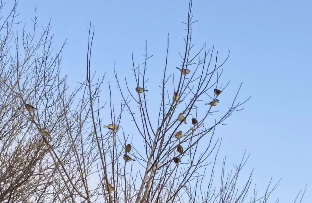 Домовый или полевой? В России стартует зимняя перепись воробьёв