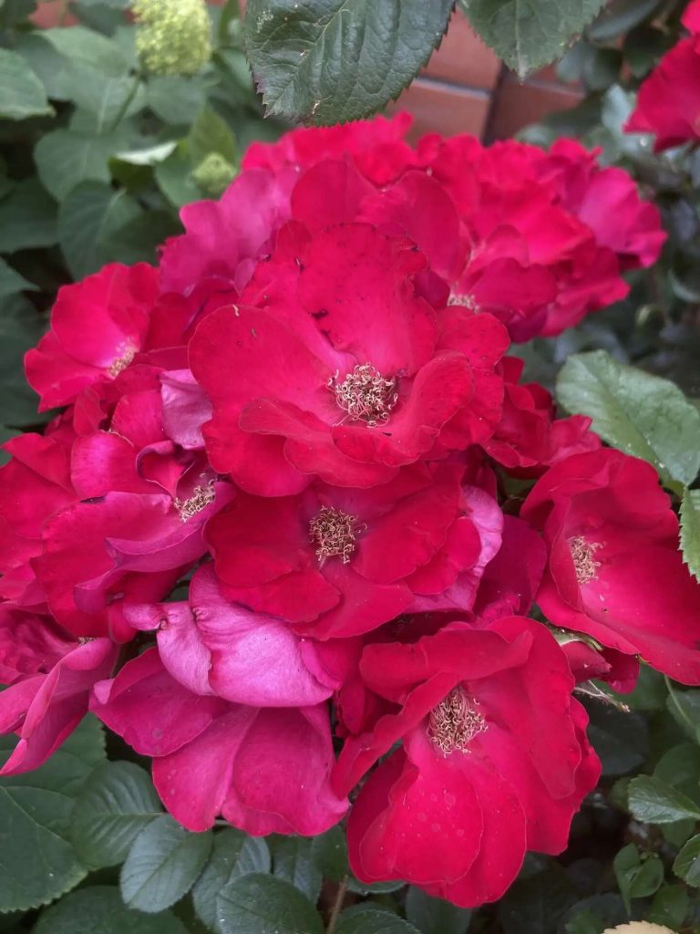 Совет для садоводов: как добиться пышного цветения роз