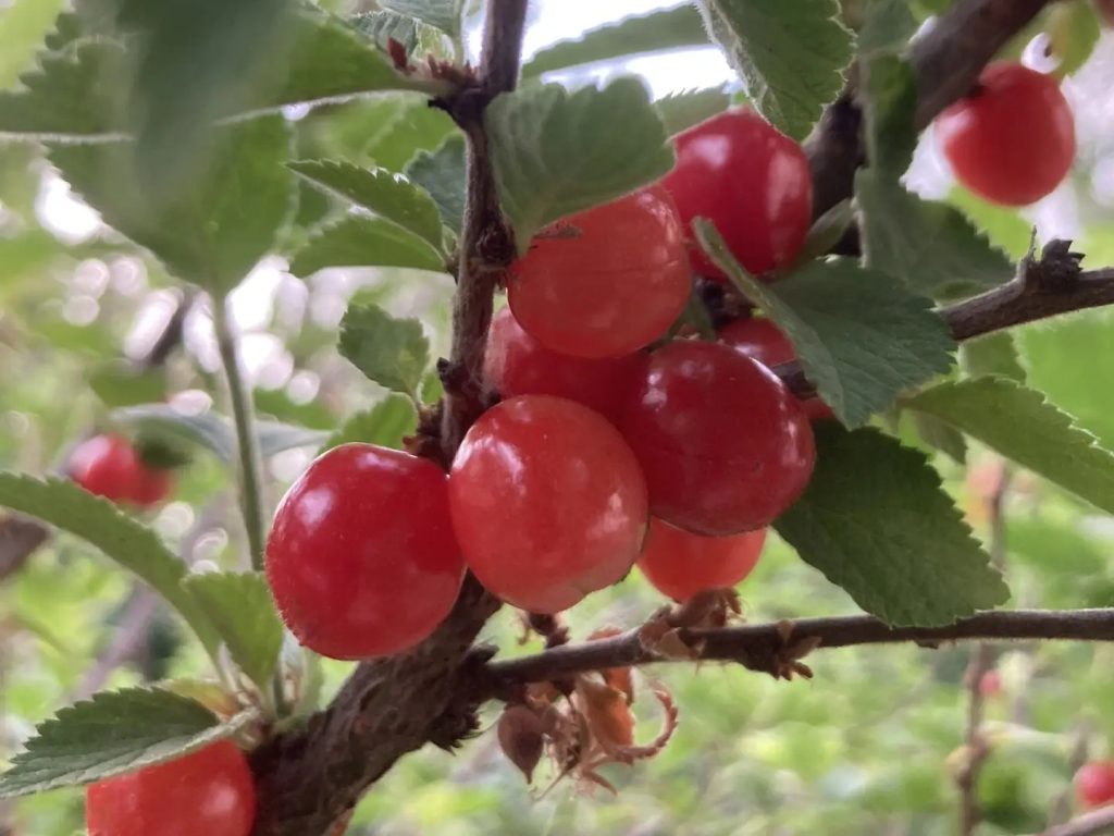 Совет садоводу: как получить богатый урожай войлочной вишни