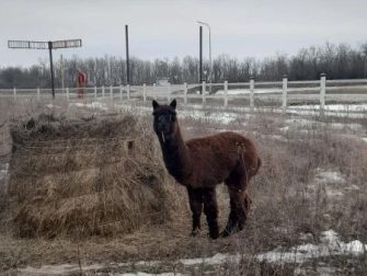 В Каменке 3 года живет альпака Узбек: пушистый «сотрудник» гостиничного комплекса