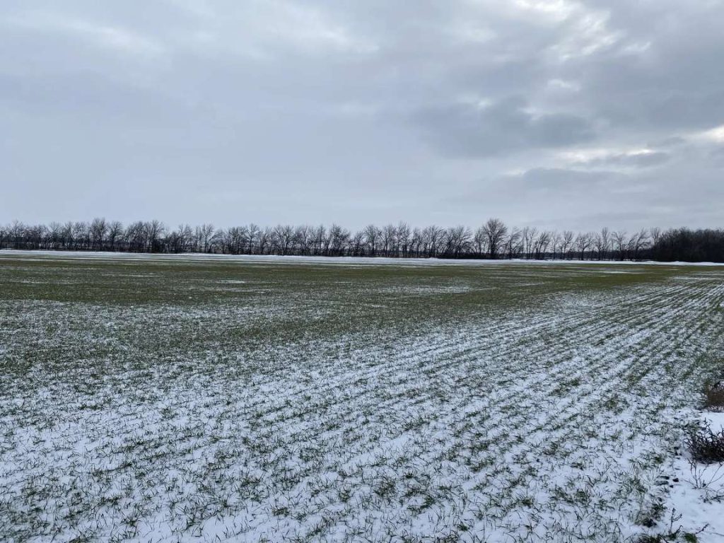 Зима уходит, влага остаётся: донские аграрии оценили состояние посевов