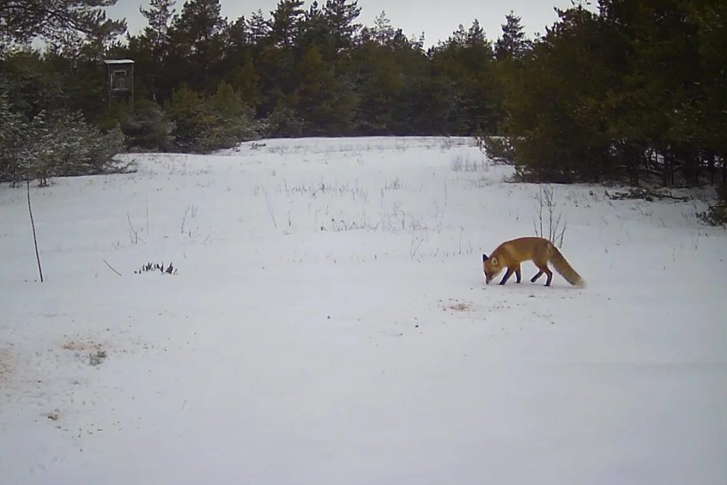 Секреты кашарского леса: кого фотоловушки охотников поймали в объектив