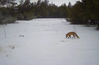 Секреты кашарского леса: кого фотоловушки охотников поймали в объектив