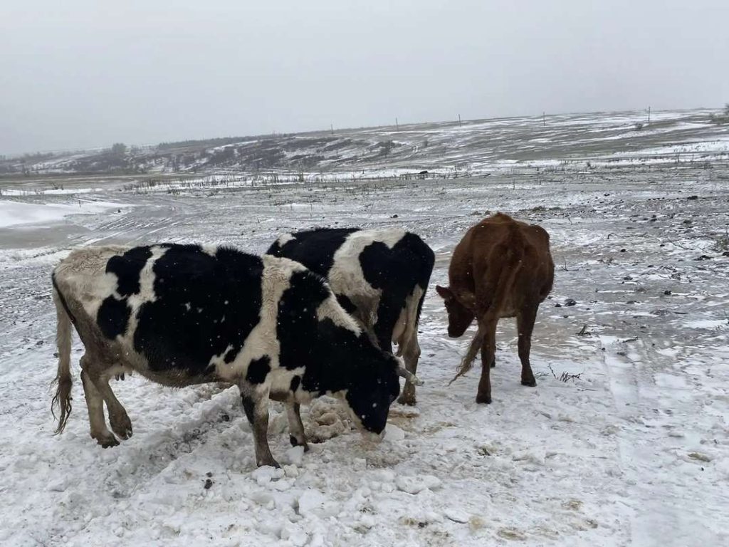 Фермеры Кашарского района смогут увеличить поголовье скота благодаря новой программе Минсельхоза