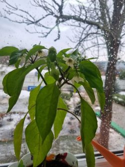 Огонёк жизни посреди зимы: в СРЦ Кашарского района цветёт чудо на подоконнике