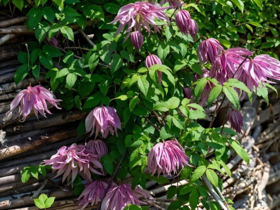 Секрет роскошного цветения клематиса: 3 простых правила на весь сезон