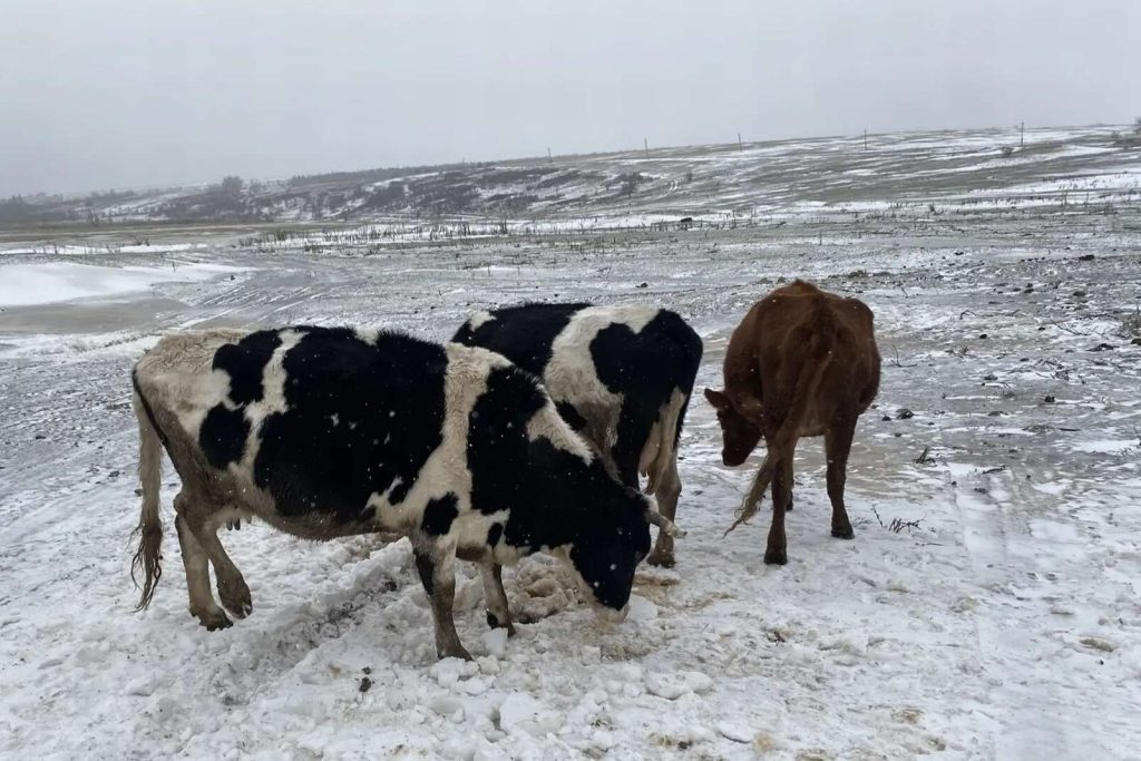 Снижение закупочных цен на молоко в Кашарском районе: временный спад или тревожный тренд