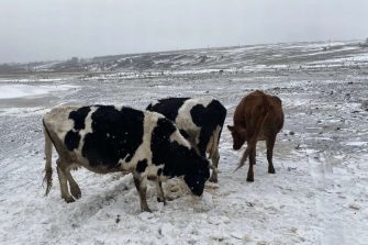 Снижение закупочных цен на молоко в Кашарском районе: временный спад или тревожный тренд