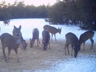 Поголовье диких животных в Кашарском районе растет благодаря работе охотничьего общества
