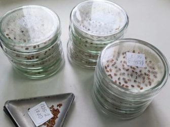 Кашарские аграрии готовятся к севу: в лаборатории Россельхозцентра проверяют всхожесть семян