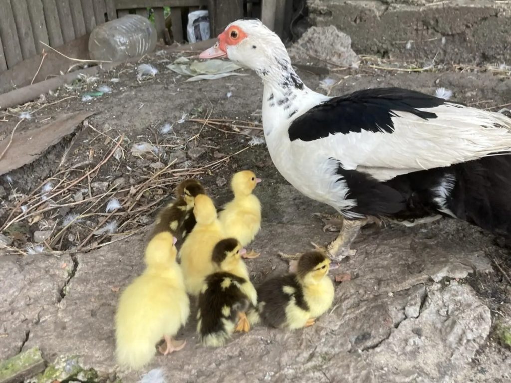 Совет для начинающих птицеводов: как вырастить здоровых утят шипунов (индоуток)