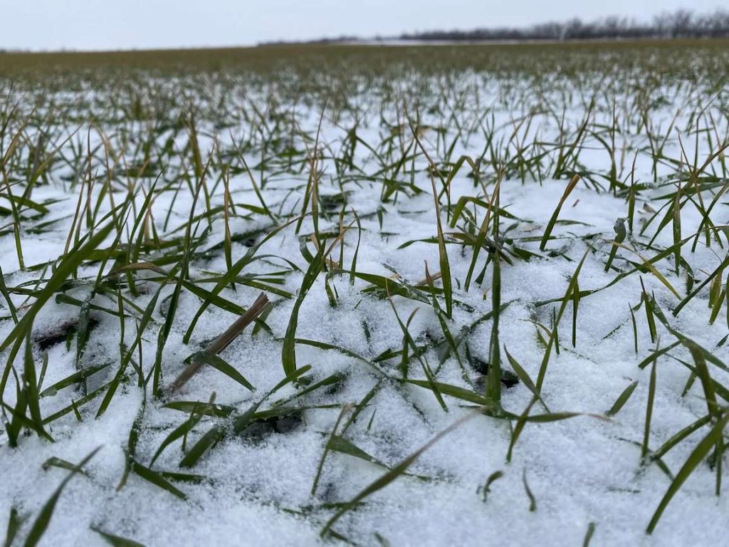 Озимые в Кашарском районе: 90% площадей в хорошем состоянии