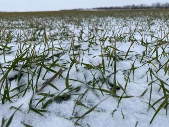 Озимые в Кашарском районе: 90% площадей в хорошем состоянии