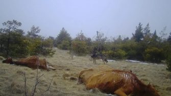 Кашарские охотники, внимание: сезон закрывается! Остались считанные дни