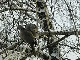 Два голубка на февральской березе: маленькая история о большой нежности