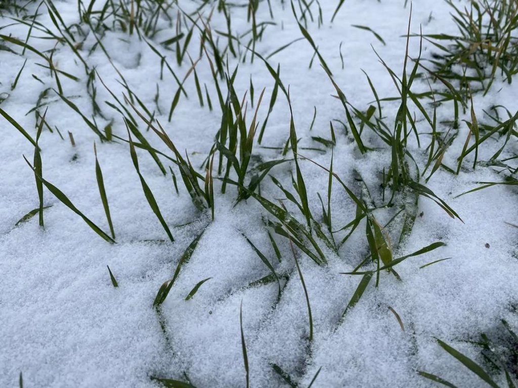 Мониторинг показал удовлетворительное состояние озимых в Кашарском районе