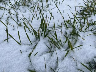 Мониторинг показал удовлетворительное состояние озимых в Кашарском районе