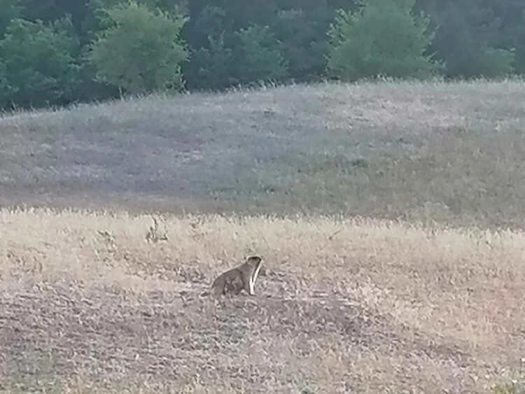 Как в Кашарском районе берегут диких животных