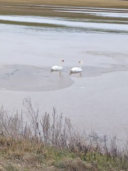 Весеннее озеро в Чирке стало временным пристанищем для лебедей