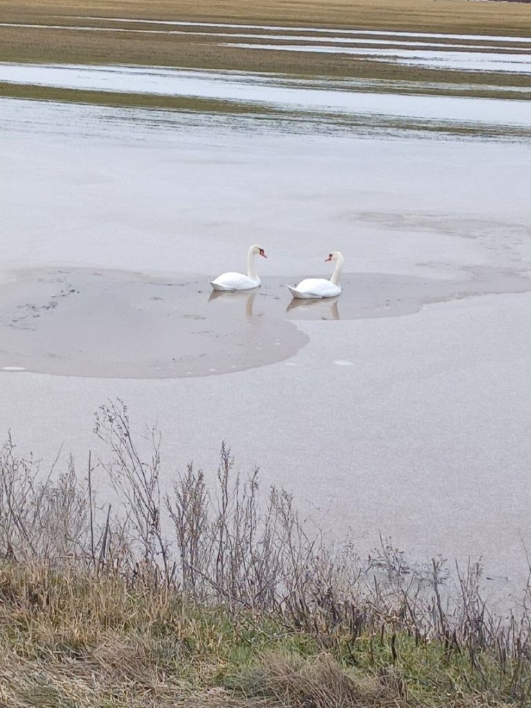 Весеннее озеро в Чирке стало временным пристанищем для лебедей