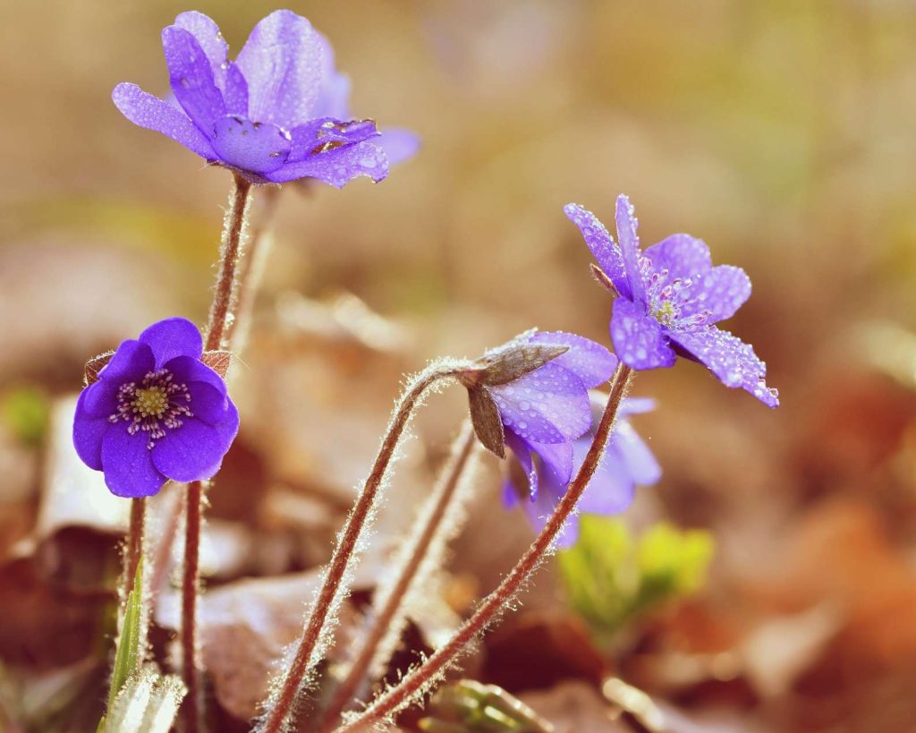 Последние дни марта в Кашарском районе обещают подарить жителям долгожданное весеннее тепло
