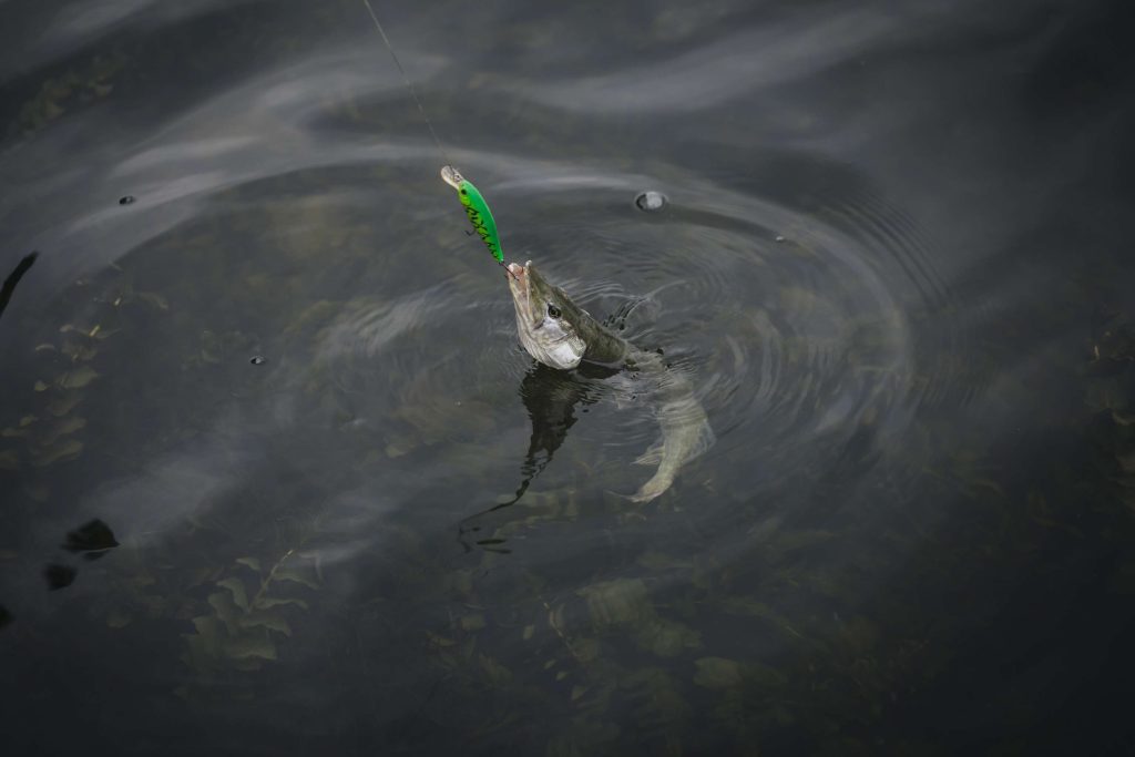 В Ростовской области с 1 марта вводится нерестовый запрет: где нельзя рыбачить до 31 мая