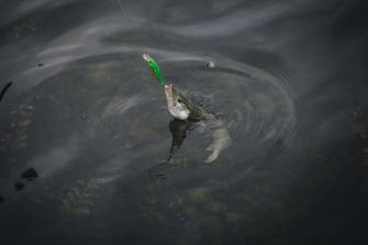 В Ростовской области с 1 марта вводится нерестовый запрет: где нельзя рыбачить до 31 мая