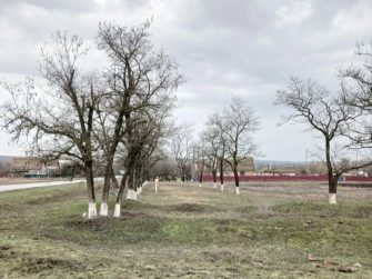 В Вишнёвке деревья принарядились к весне