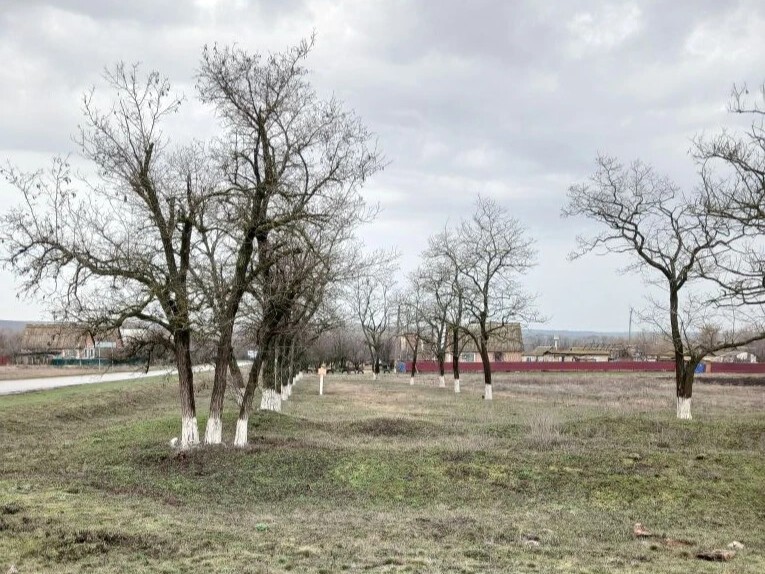 В Вишнёвке деревья принарядились к весне