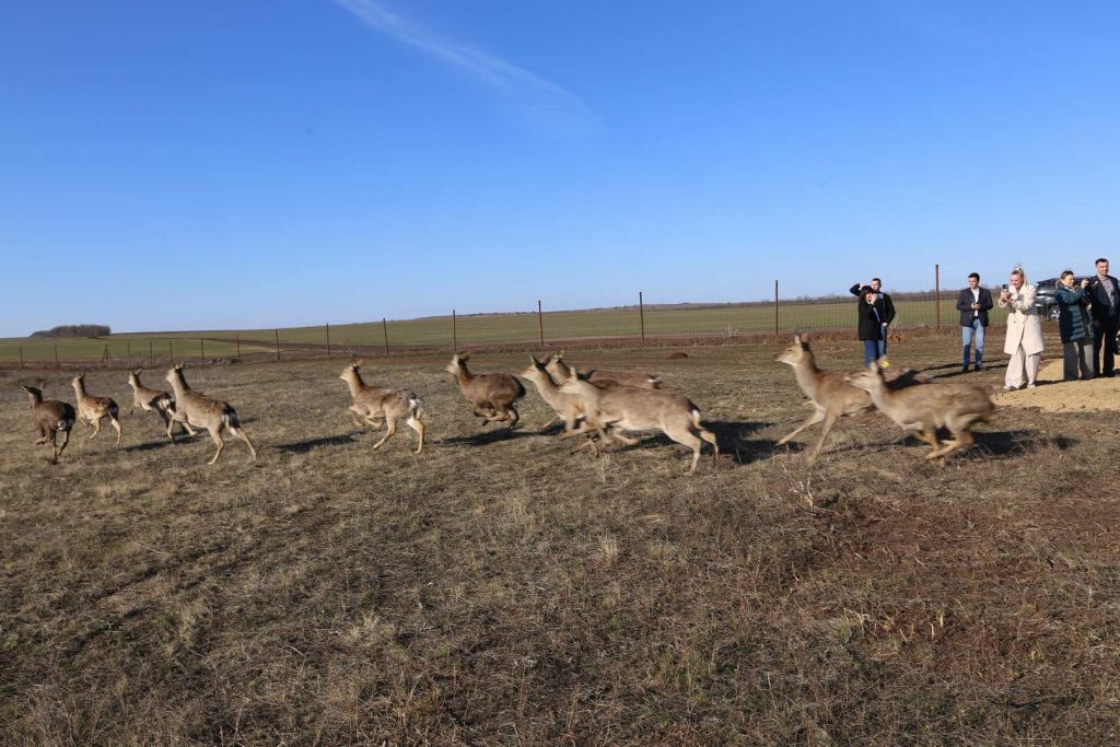 В «Придонье» выпустили в дикую природу 24 оленя и 10 муфлонов
