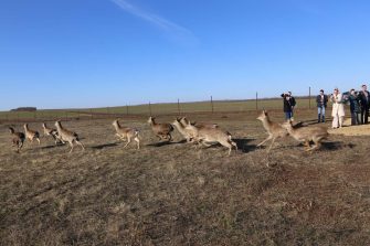 В «Придонье» выпустили в дикую природу 24 оленя и 10 муфлонов