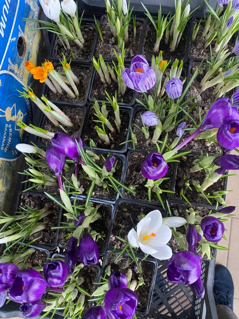 Тюльпаны, розы и немного души